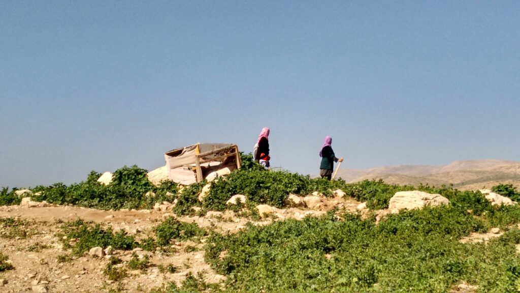 Camponeses palestinos no Vale do Jordão, área C da Cisjordânia, ocupada por Israel.