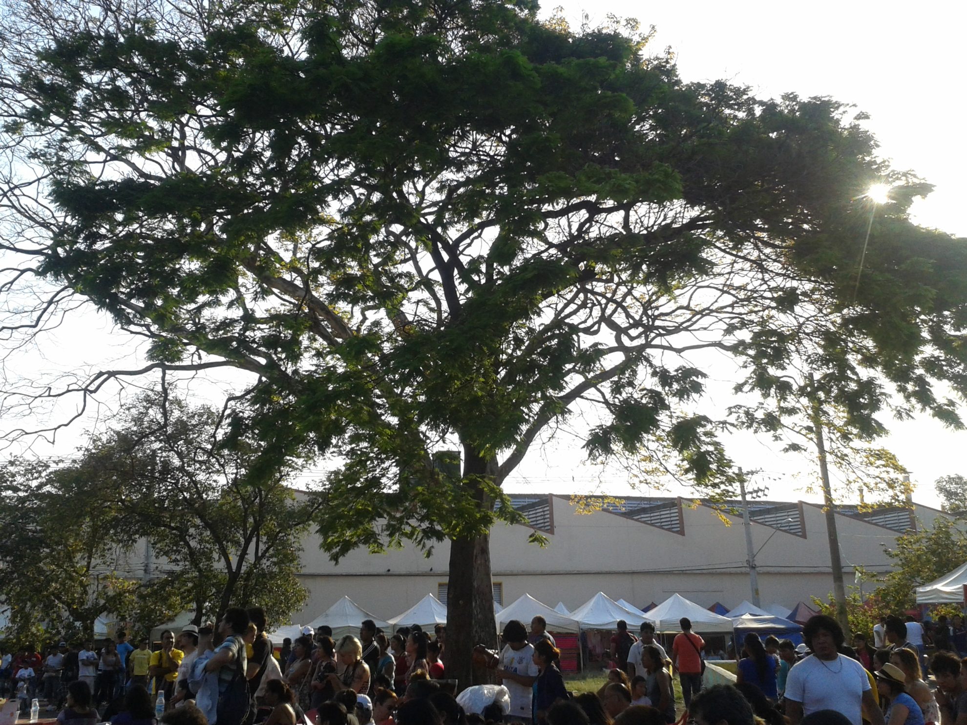 Árvore na praça Kantuta, em São Paulo. Migrantes são parte da sociedade e não devem ficar à parte dela. Crédito: Rodrigo Borges Delfim